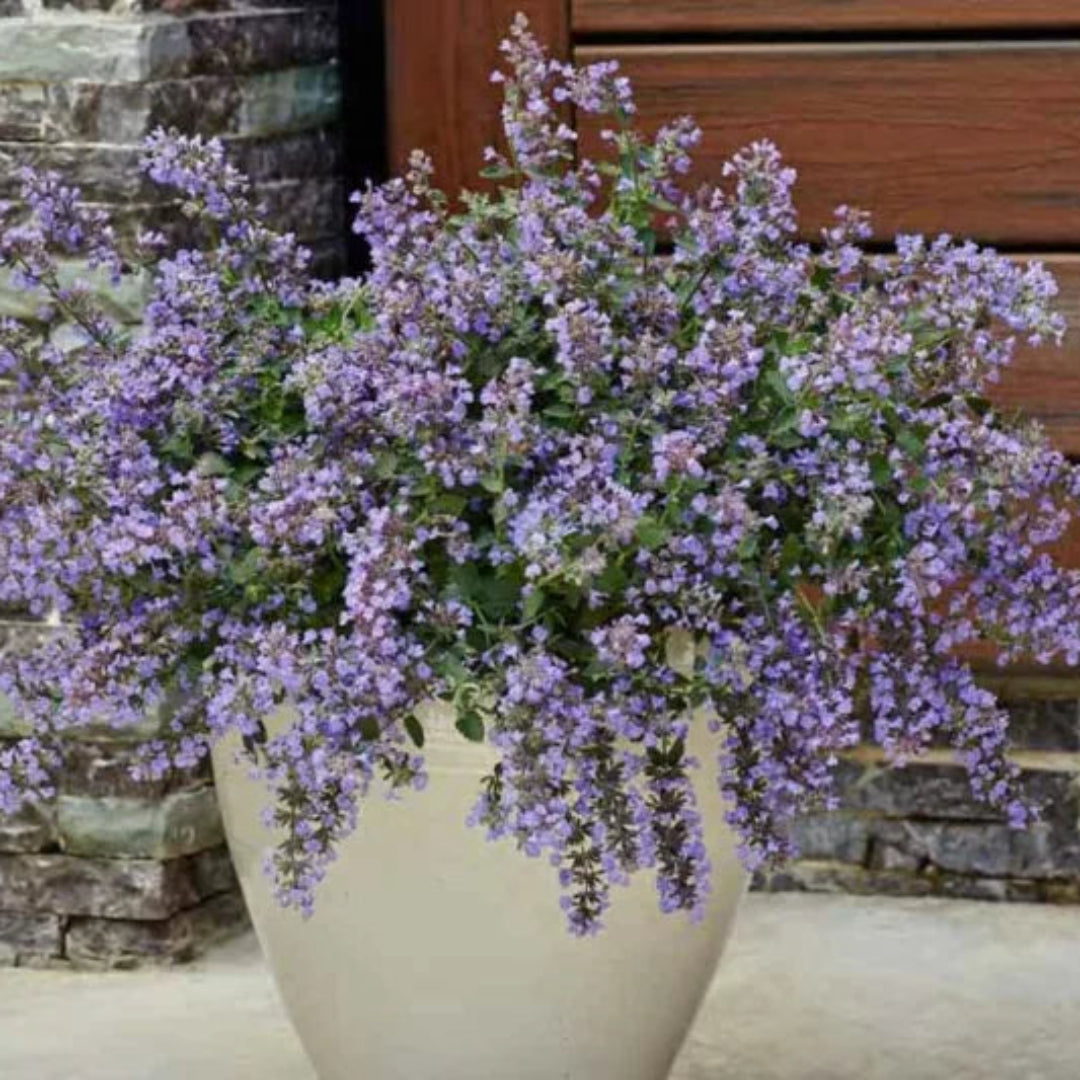 Nepeta Faassenii &