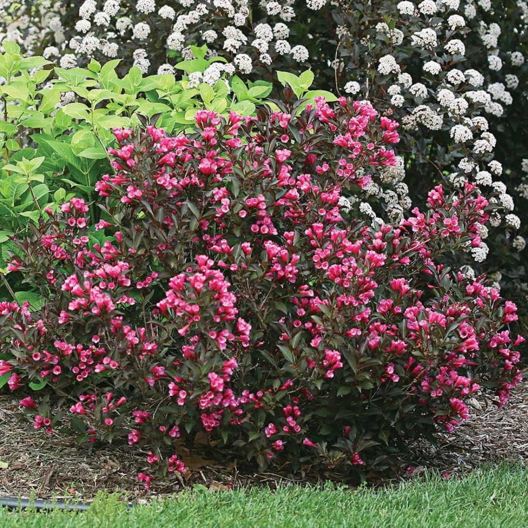 Wine &amp; Roses Weigela