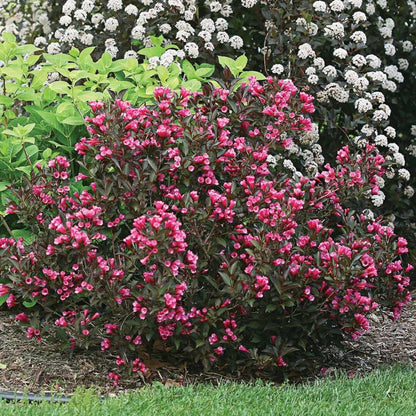 Wine &amp; Roses Weigela