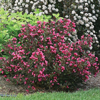 Wine & Roses Weigela
