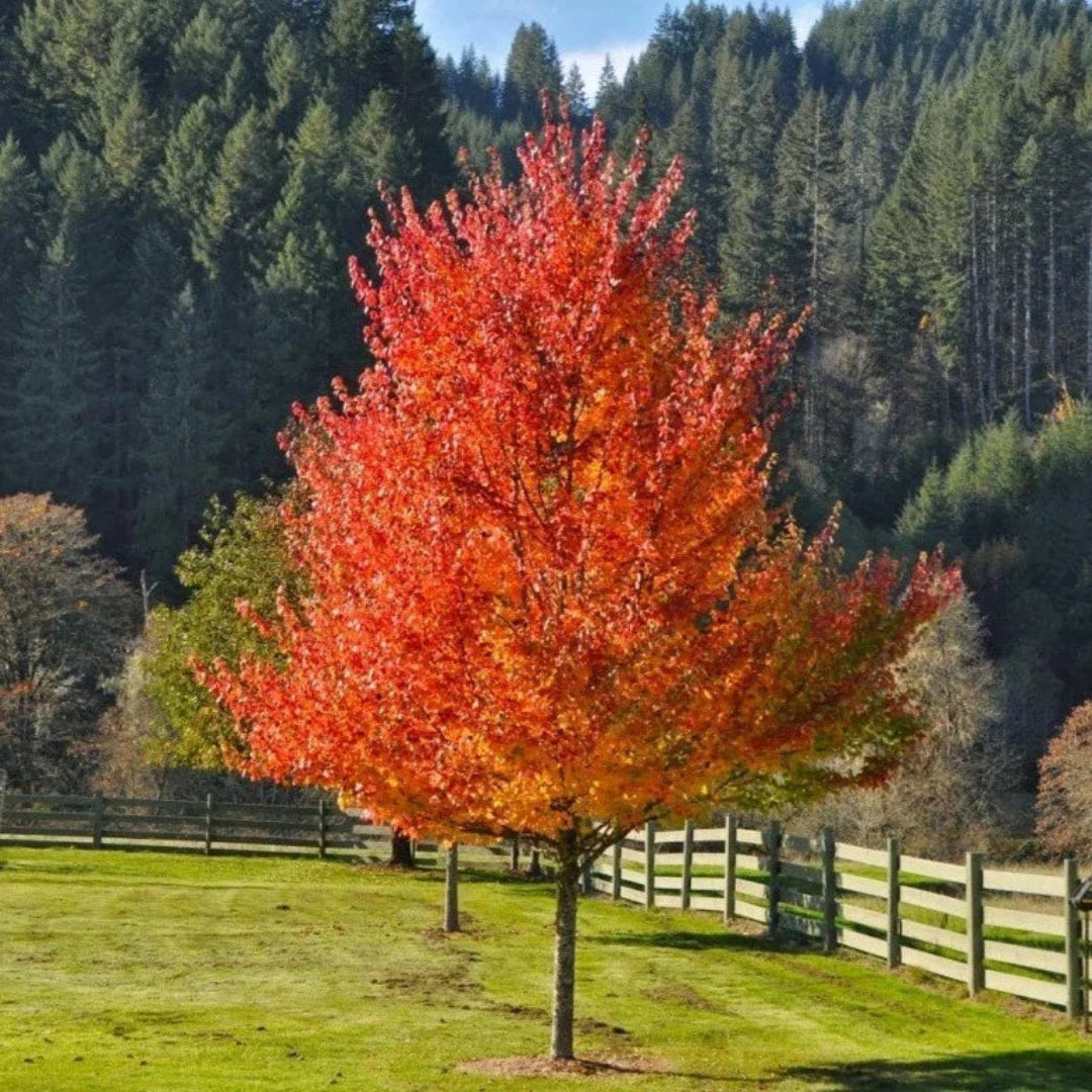 October Celebration Maple