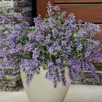 Nepeta Faassenii 'Cat'S Meow'