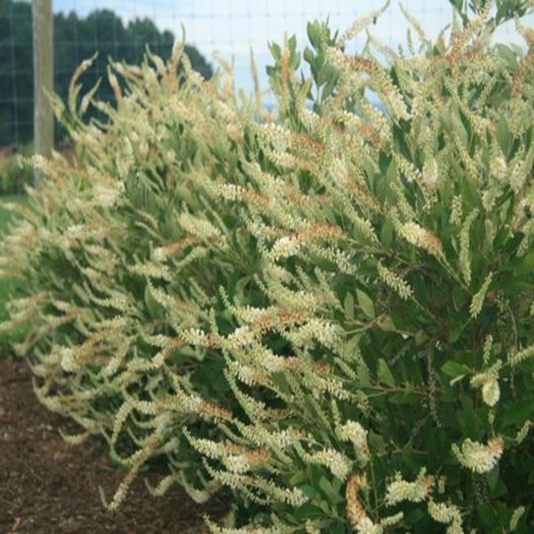 Einstein Summersweet Clethra