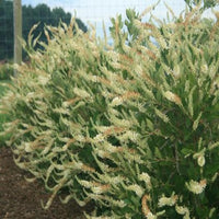 Einstein Summersweet Clethra
