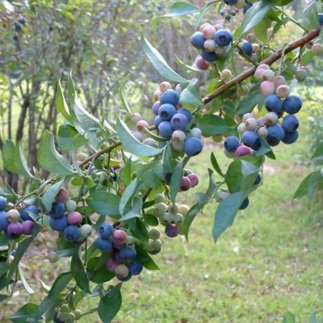 Tifblue Blueberry Bush