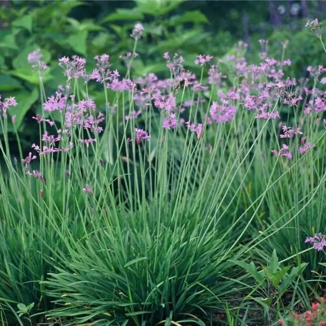 Society Garlic Plant