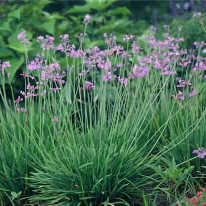 Society Garlic Plant