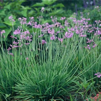 Society Garlic Plant
