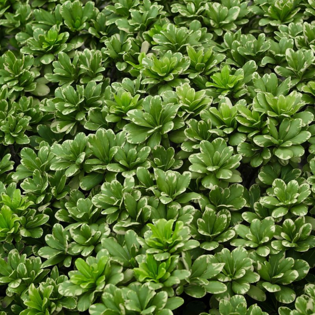 Variegated Pittosporum a.k.a. Japanese Mock Orange