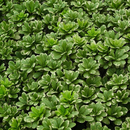 Variegated Pittosporum a.k.a. Japanese Mock Orange