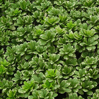 Variegated Pittosporum a.k.a. Japanese Mock Orange