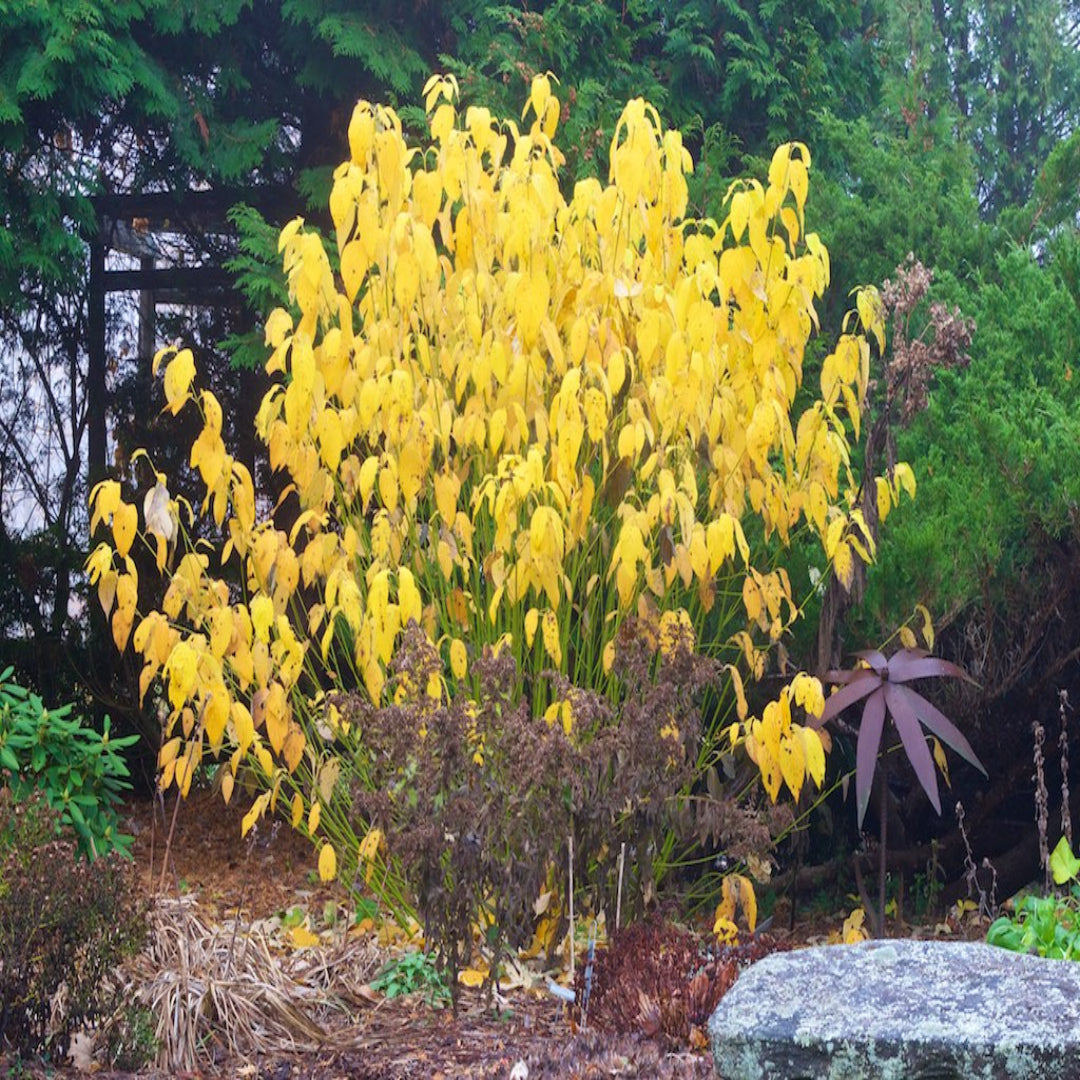 Yellow Twig Dogwood Tree