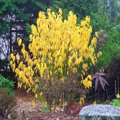 Yellow Twig Dogwood Tree