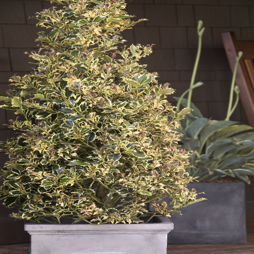 Variegated Holly- Shiny, Dark