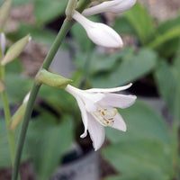 Hosta Shadowland 'Empress Wu'- [EG]