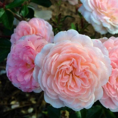 Apricot Drift Rose