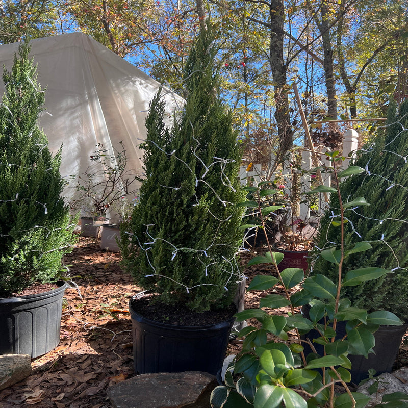 Blue Point Juniper Trees