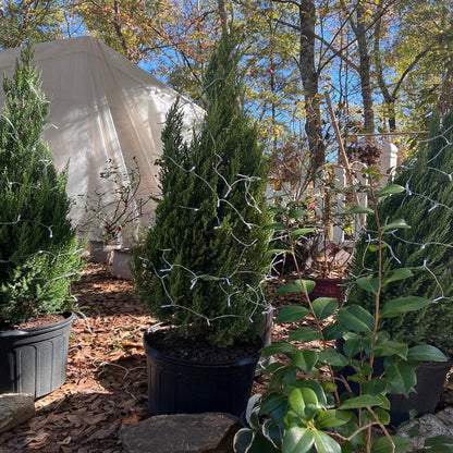 Blue Point Juniper Trees