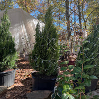 Blue Point Juniper Trees