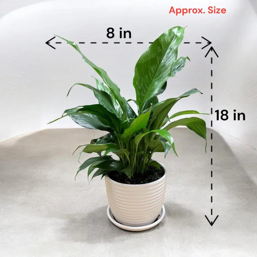 Peace lily plant with lush green leaves in a white decorative pot
