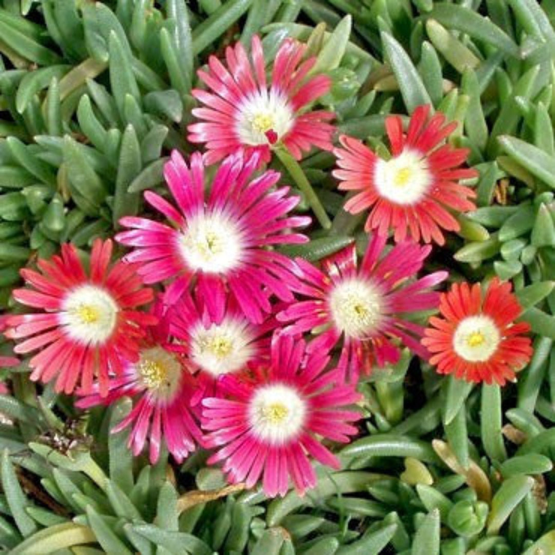 Delosperma Dyeri &