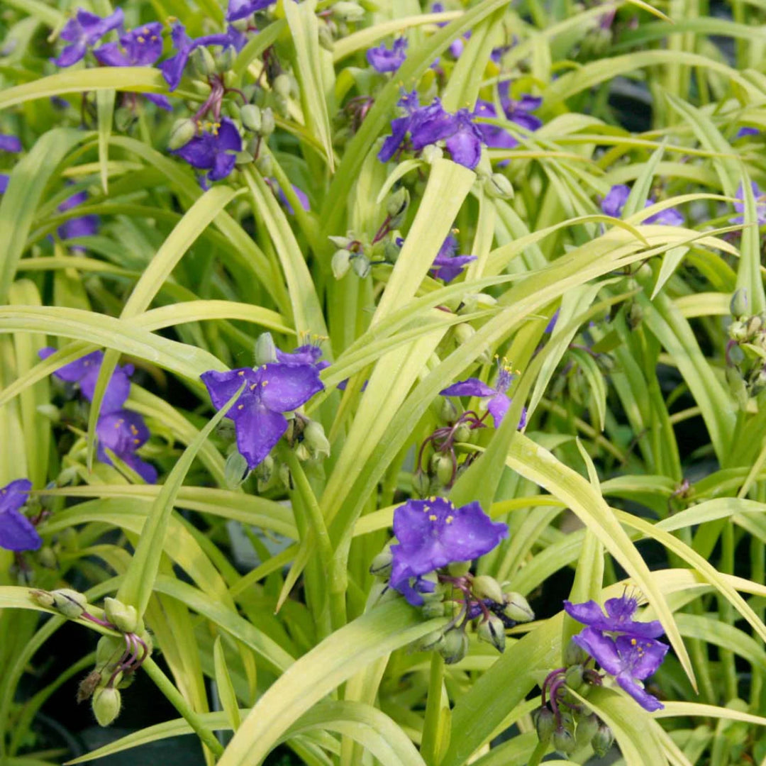 Tradescantia X &