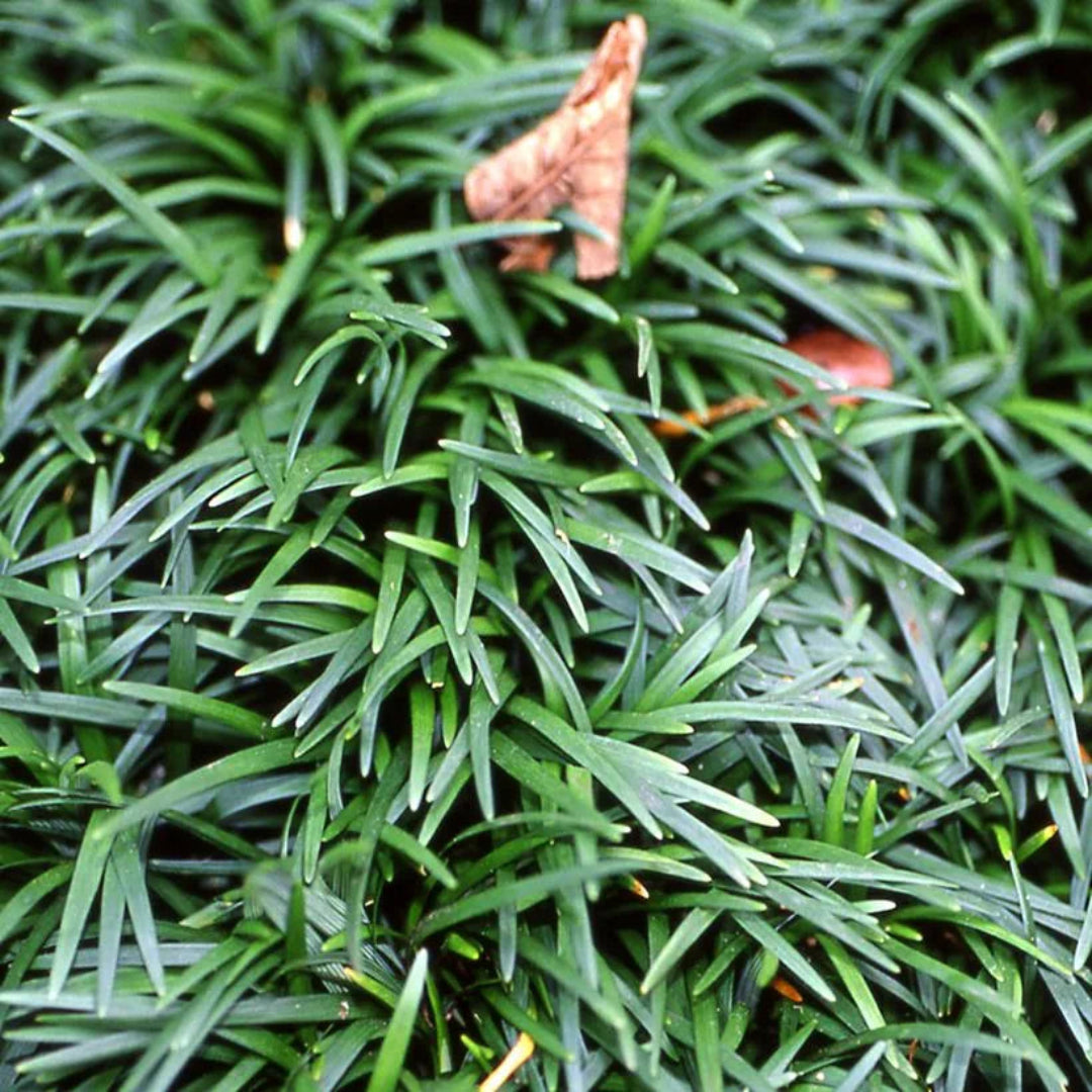Ophiopogon
