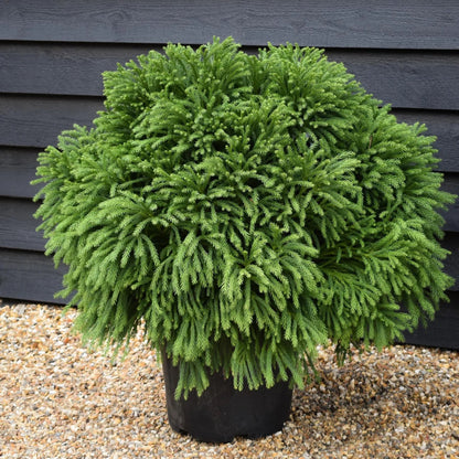 Globosa Nana