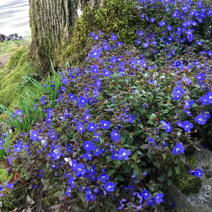 Veronica peduncularis &