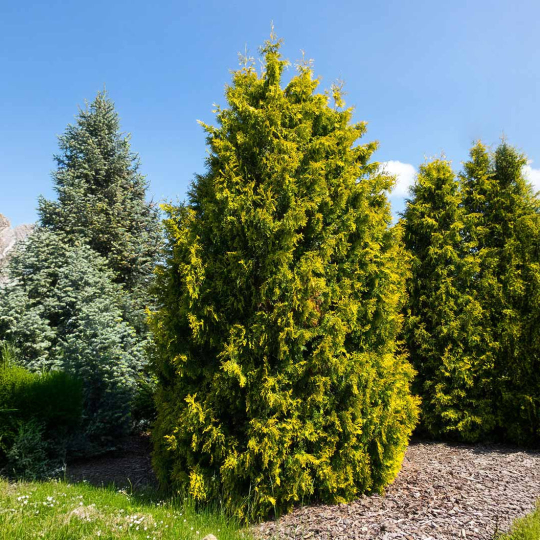 Yellow Ribbon Arborvitae