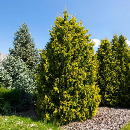 Yellow Ribbon Arborvitae