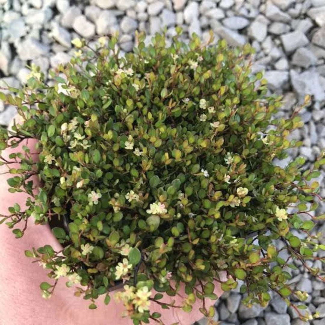 Muehlenbeckia &