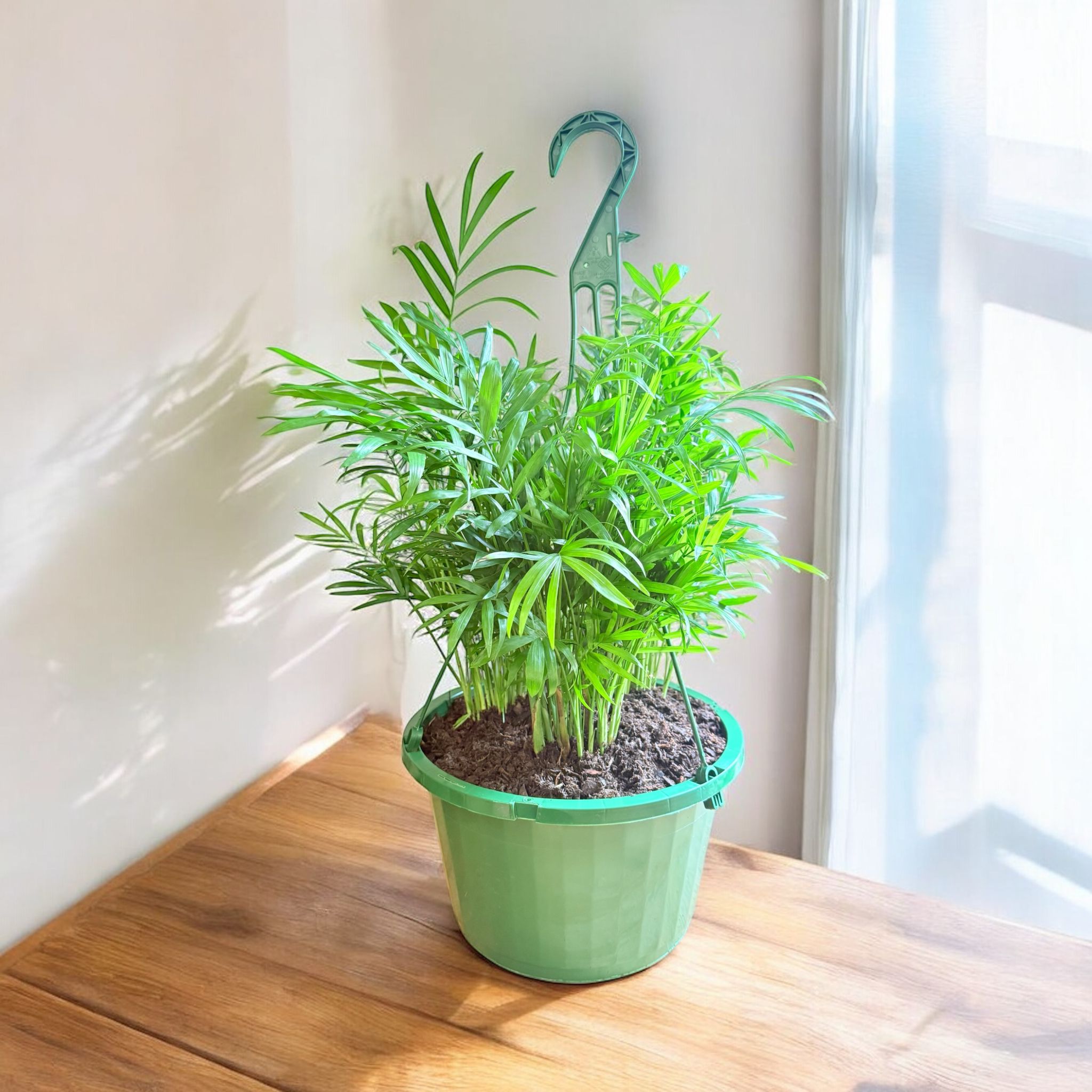 Neanthe Bella Palm Hanging Basket (Live Indoor Plants)