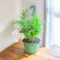 Neanthe Bella Palm Hanging Basket (Live Indoor Plants)
