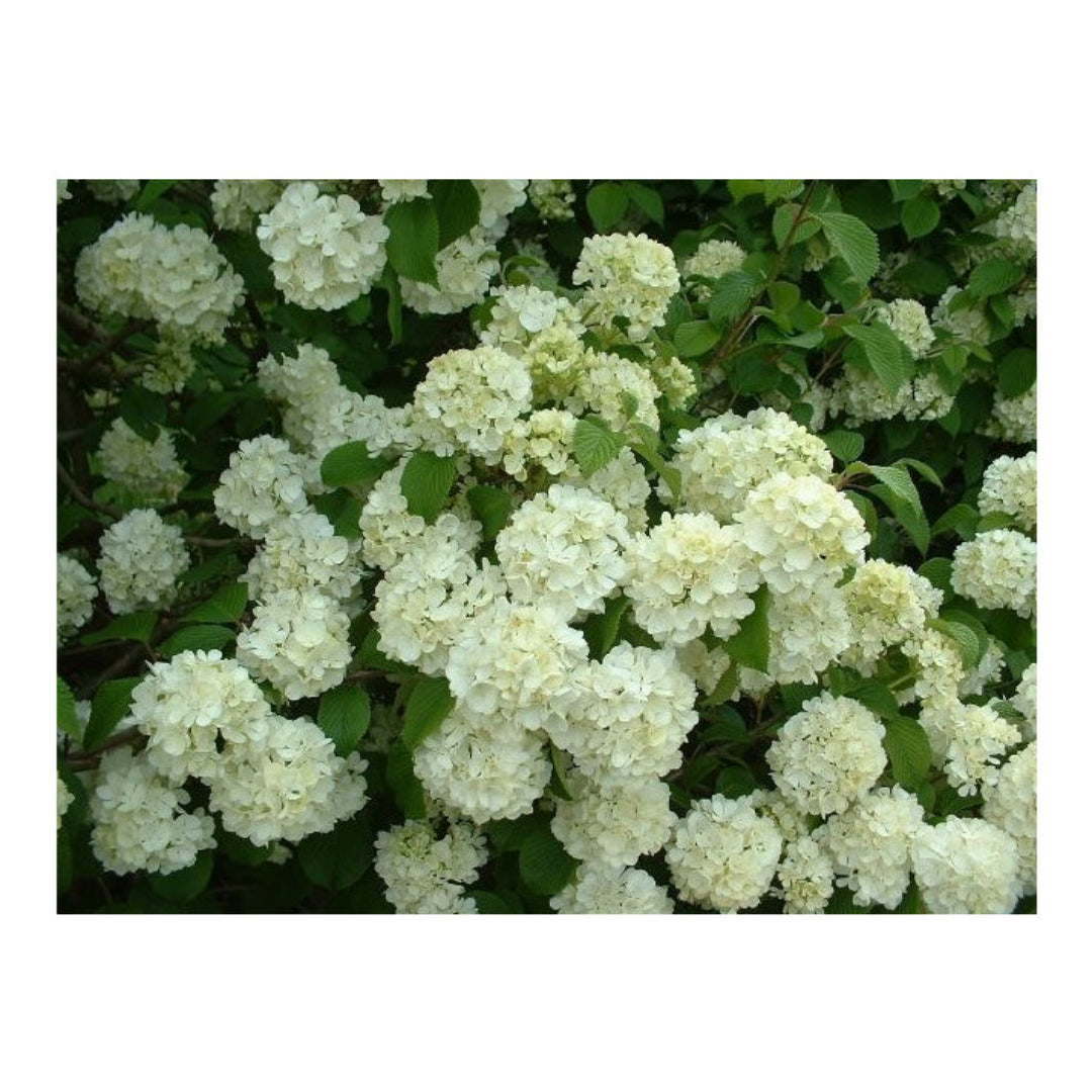 Newzam Newport Viburnum