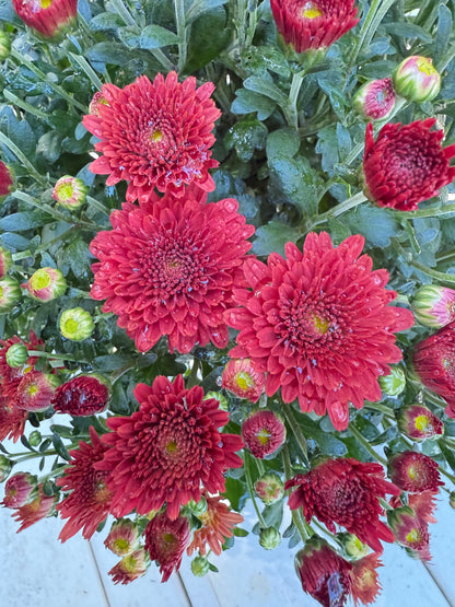 Tabitha Scarlet Mum Plant – Bright Red Fall Garden Chrysanthemum – Hardy Perennial Blooms