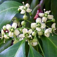 Sarcoxie Euonymus hardy evergreen shrub