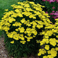 Achillea Firefly Collection 'Firefly Sunshine' Yarrow - [EG]