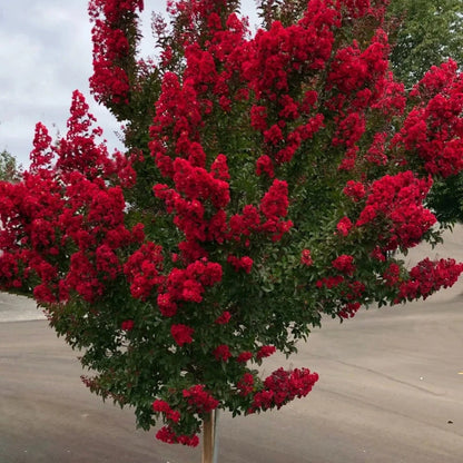 Red Rocket Crape Myrtle plant in pot showing structure and foliage
