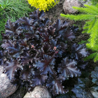 Heuchera ‘Black Taffeta’