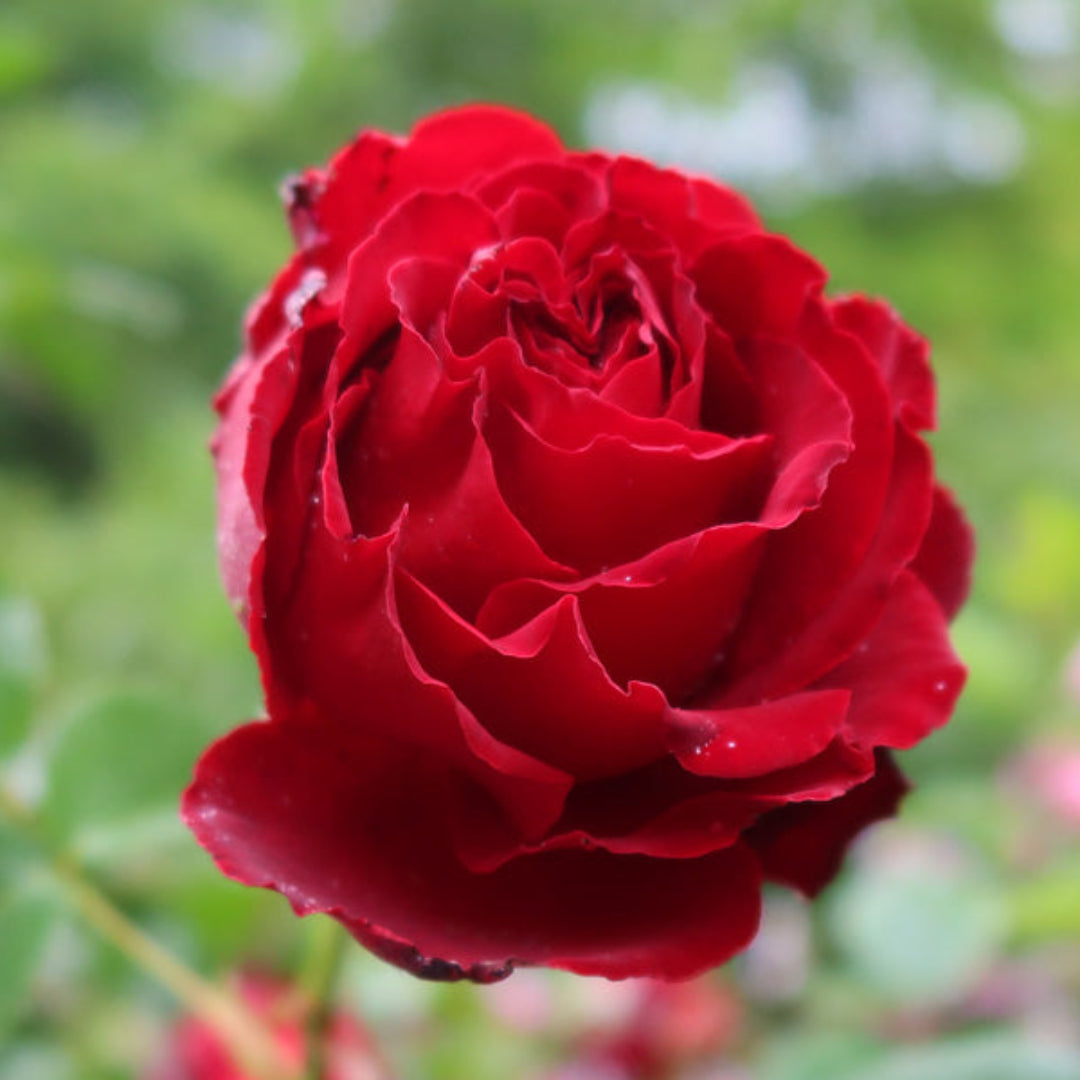 Red Cascade Rose