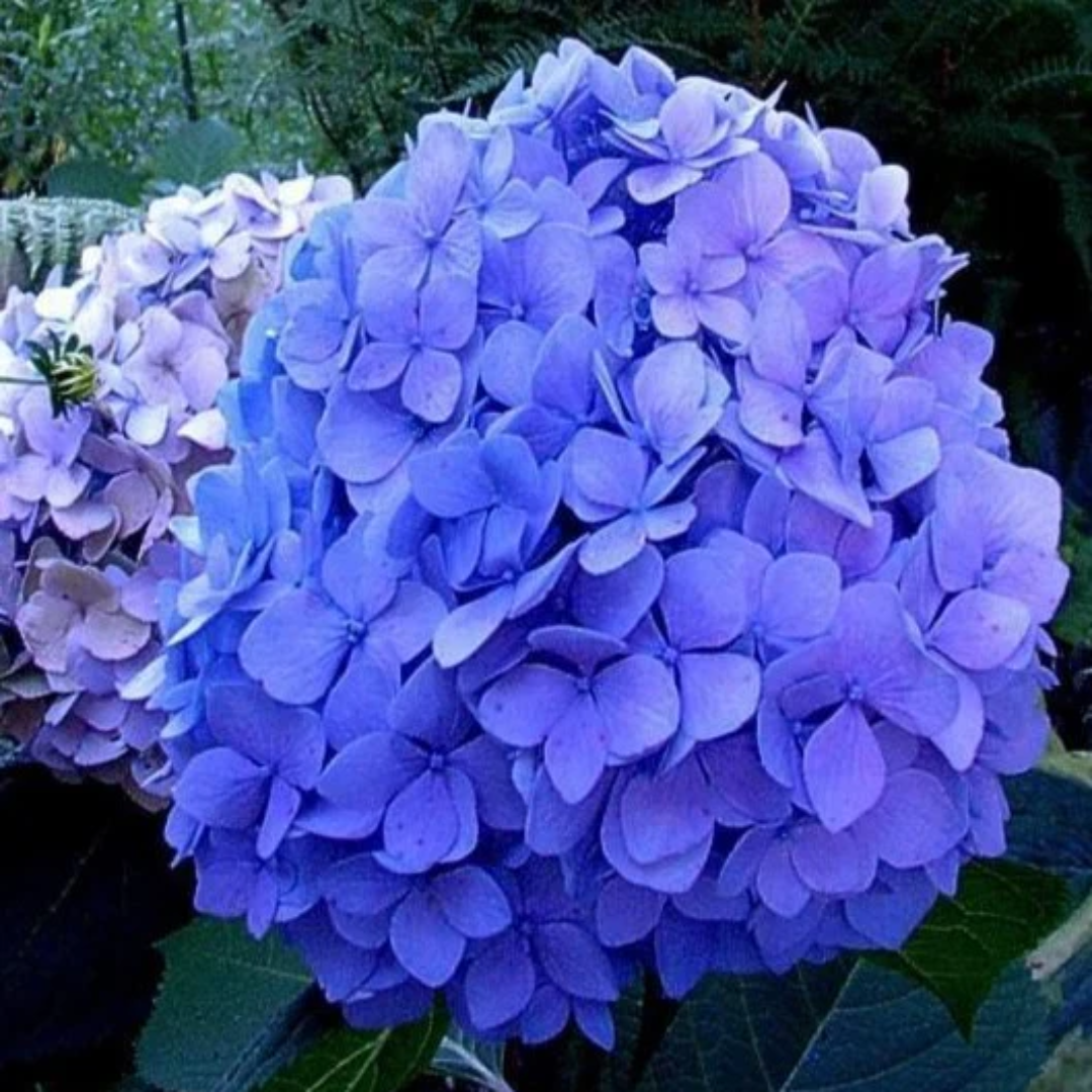 Nikko Blue Hydrangea Bush with Rounded Blue Flowers