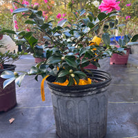 Semi double pink camellia Shishi Gashira outdoor plant