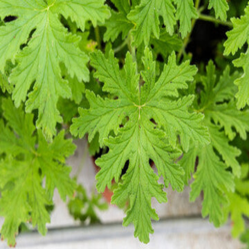 Pelargonium citronella Mosquito Plant - [EG]