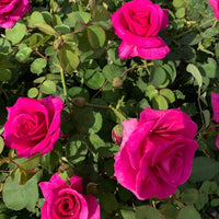 Gorgeous Purple Rose (3-5 ft tall)