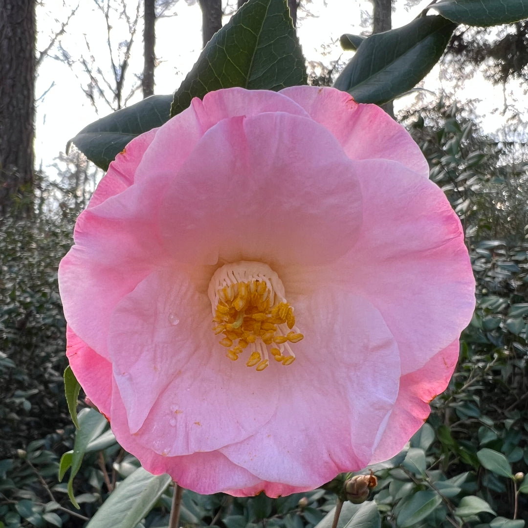 April Remembered Camellia-Cold Hardy to 5*F