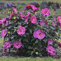 Hibiscus Berry Awesome