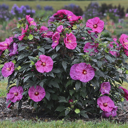 Hibiscus Summerific® &