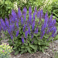 Salvia nemorosa 'Violet Profusion' - [EG]