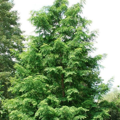 Dawn Redwood Tree